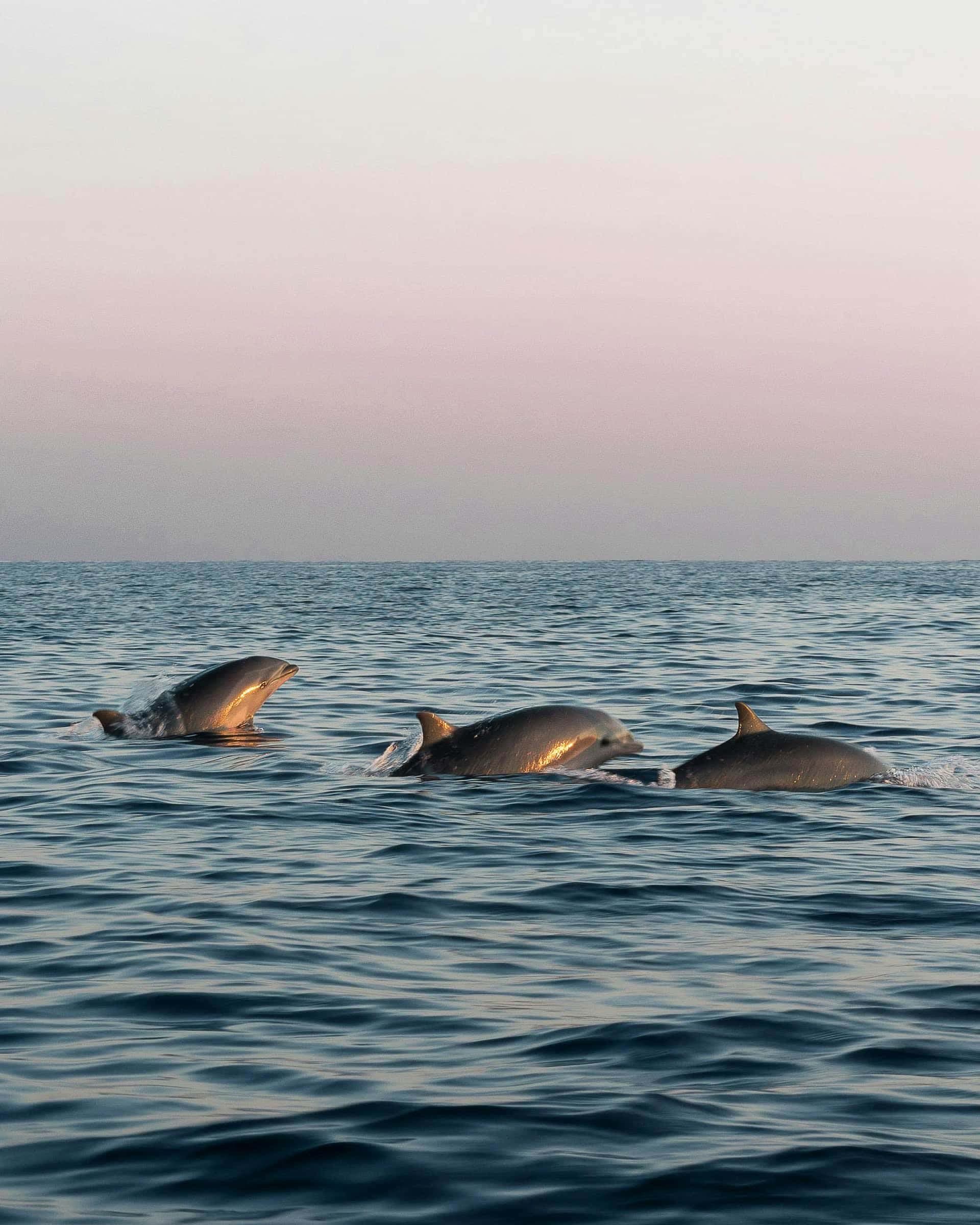 Preveza dolphin tour Ambracian Gulf private boat
